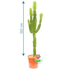Euphorbia Erytrea-120 cm Uzunlukta-Dev Boy-20 cm Saksıda