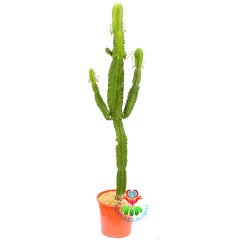 Euphorbia Erytrea-120 cm Uzunlukta-Dev Boy-20 cm Saksıda