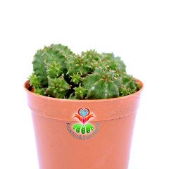Euphorbia Sepulta-5,5 cm Saksıda-Sarı Renk Çiçek Açar