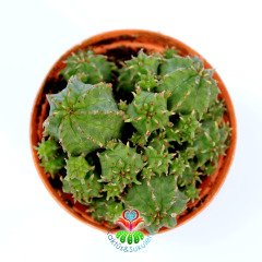 Euphorbia Sepulta-5,5 cm Saksıda-Sarı Renk Çiçek Açar