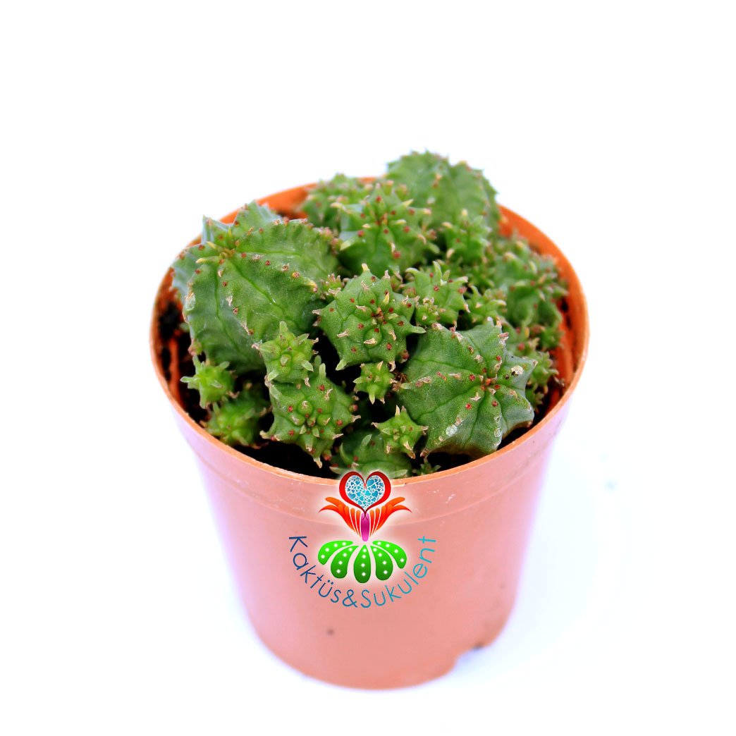 Euphorbia Sepulta-5,5 cm Saksıda-Sarı Renk Çiçek Açar