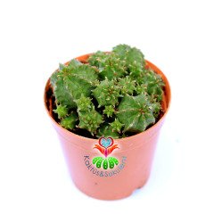 Euphorbia Sepulta-5,5 cm Saksıda-Sarı Renk Çiçek Açar