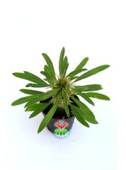 Madagaskar Palmiyesi-Pachypodium Lamerei-8,5 cm saksıda-Teraryum,Kaktus