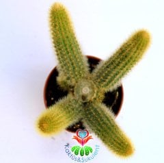 Altın Sıçan Kuyruğu Kaktüs, Açık Turunvu (Kavuniçi) Renk Çiçek Açar- 1.Sınıf-5,5 cm Saksıda-
