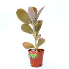 Bryophyllum (Kalanchoe) Fedtschenkoi-5,5 cm Saksıda Mor Renk Tonlarında Yapraklı 5,5 cm Saksıda