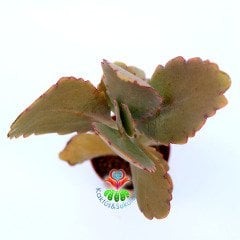 Bryophyllum (Kalanchoe) Fedtschenkoi-5,5 cm Saksıda Mor Renk Tonlarında Yapraklı 5,5 cm Saksıda