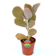 Bryophyllum (Kalanchoe) Fedtschenkoi-5,5 cm Saksıda Mor Renk Tonlarında Yapraklı 5,5 cm Saksıda