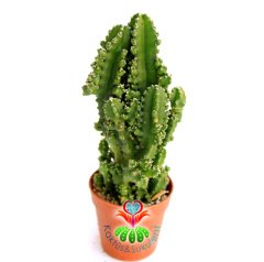 Radyasyon Emici Kaktüs-Cereus Peruvianus Florida f. Inermis Monstrous-13+cm Uzunlukta-5,5 cm Saksıda