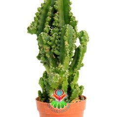 Radyasyon Emici Kaktüs-Cereus Peruvianus Florida f. Inermis Monstrous-13+cm Uzunlukta-5,5 cm Saksıda