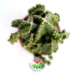 Radyasyon Emici Kaktüs-Cereus Peruvianus Florida f. Inermis Monstrous-13+cm Uzunlukta-5,5 cm Saksıda
