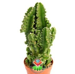 Radyasyon Emici Kaktüs-Cereus Peruvianus Florida f. Inermis Monstrous-13+cm Uzunlukta-5,5 cm Saksıda