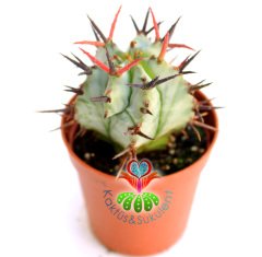 Beyaz Kaktüs, Euphorbia Horrida Snowflake -Bembeyaz Renk Kahve Dikenli - 1.Sınıf-5,5 cm Saksıda-