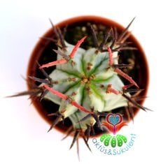 Beyaz Kaktüs, Euphorbia Horrida Snowflake -Bembeyaz Renk Kahve Dikenli - 1.Sınıf-5,5 cm Saksıda-