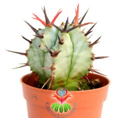 Beyaz Kaktüs, Euphorbia Horrida Snowflake -Bembeyaz Renk Kahve Dikenli - 1.Sınıf-5,5 cm Saksıda-