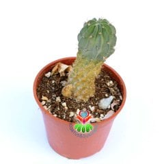 Lobivia Jajoiana Paucicostata-Fantastik Bordo Renk Çiçek Açar-10 cm Saksıda