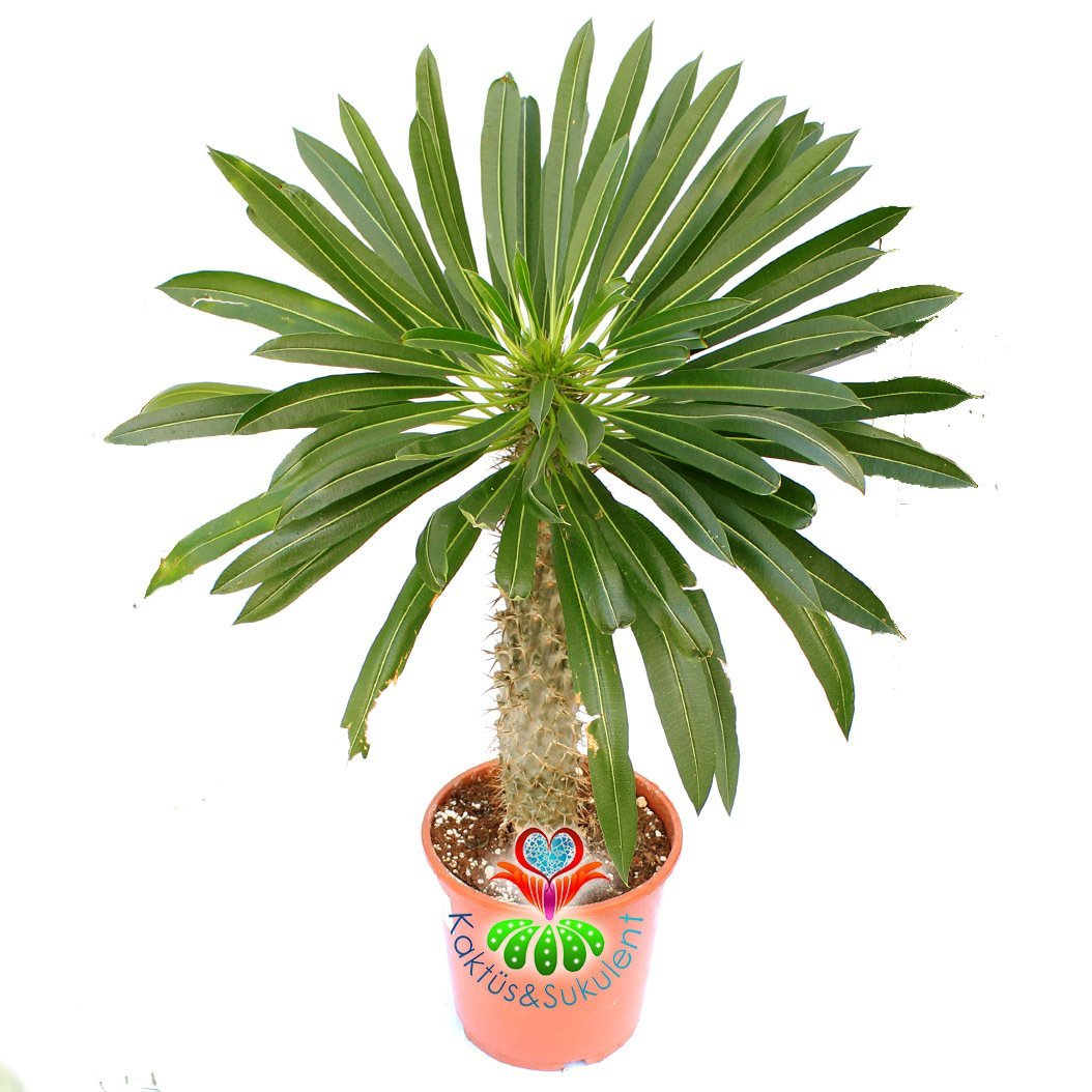 Dev Madagaskar Palmiyesi Pachypodium Lamerei-45 cm Uzunlukta-20 cm Saksıda