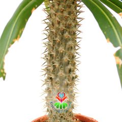 Dev Madagaskar Palmiyesi Pachypodium Lamerei-45 cm Uzunlukta-20 cm Saksıda