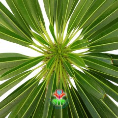 Dev Madagaskar Palmiyesi Pachypodium Lamerei-45 cm Uzunlukta-20 cm Saksıda