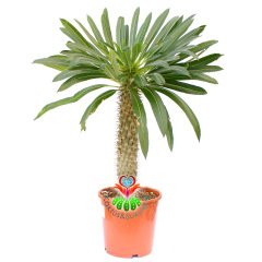 Dev Madagaskar Palmiyesi Pachypodium Lamerei-45 cm Uzunlukta-20 cm Saksıda