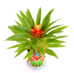 Guzmania Theresa, Guzmanya- Turuncu Yıldız Çiçekli-10 cm Uzunluk-5,5 cm saksı,Sarı Yeşil Çiçek Kılıç