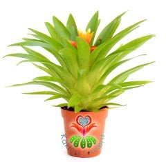 Guzmania Theresa, Guzmanya- Turuncu Yıldız Çiçekli-10 cm Uzunluk-5,5 cm saksı,Sarı Yeşil Çiçek Kılıç