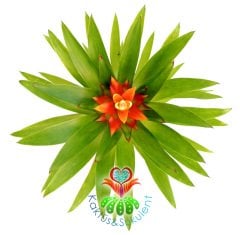 Guzmania Theresa, Guzmanya- Turuncu Yıldız Çiçekli-10 cm Uzunluk-5,5 cm saksı,Sarı Yeşil Çiçek Kılıç