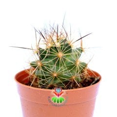 Mammillaria Blossfeldiana-5,5 cm Saksıda -Nadir Tür-Mor Renk Çiçek Açar