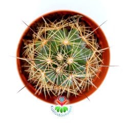 Mammillaria Blossfeldiana-5,5 cm Saksıda -Nadir Tür-Mor Renk Çiçek Açar