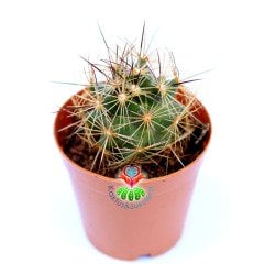 Mammillaria Blossfeldiana-5,5 cm Saksıda -Nadir Tür-Mor Renk Çiçek Açar