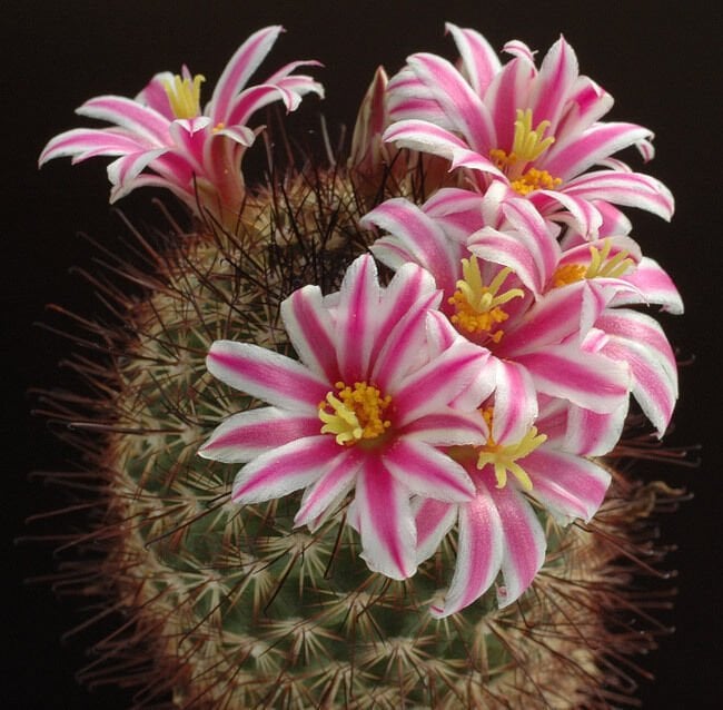 Mammillaria Blossfeldiana-5,5 cm Saksıda -Nadir Tür-Mor Renk Çiçek Açar