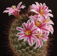 Mammillaria Blossfeldiana-5,5 cm Saksıda -Nadir Tür-Mor Renk Çiçek Açar