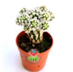 Kaktüs,Mammillaria Gracilis Arizona Snowcap-Bembeyaz Yumuşak Dikenli 5,5 cm saksıda 1.Sınıf-Teraryum