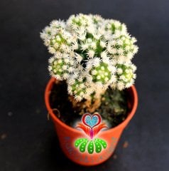 Kaktüs,Mammillaria Gracilis Arizona Snowcap-Bembeyaz Yumuşak Dikenli 5,5 cm saksıda 1.Sınıf-Teraryum