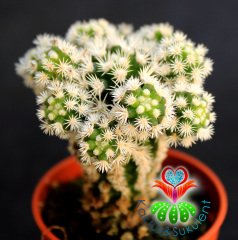 Kaktüs,Mammillaria Gracilis Arizona Snowcap-Bembeyaz Yumuşak Dikenli 5,5 cm saksıda 1.Sınıf-Teraryum
