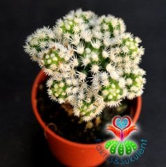 Kaktüs,Mammillaria Gracilis Arizona Snowcap-Bembeyaz Yumuşak Dikenli 5,5 cm saksıda 1.Sınıf-Teraryum