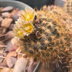 Ancistrocactus Megarhizus-5,5 cm Saksıda-Nadir Tür-Sarı Renk Çiçek Açar