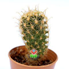 Ancistrocactus Megarhizus-5,5 cm Saksıda-Nadir Tür-Sarı Renk Çiçek Açar