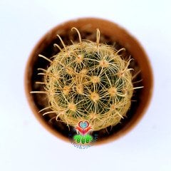 Ancistrocactus Megarhizus-5,5 cm Saksıda-Nadir Tür-Sarı Renk Çiçek Açar