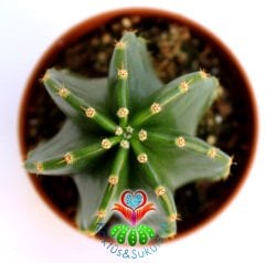 Kaktüs,Echinopsis Hallucination- Minik Dikenli Parlak -Saksı Dolusu-1.Sınıf 5,5 cm Saksıda-Sukulent