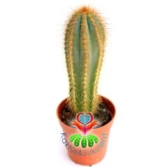 Mavi Kaktüs,Pilosocereus Azureus- 1.Sınıf- 5,5 cm Saksıda-Teraryum.Sukulent