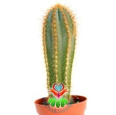 Mavi Kaktüs,Pilosocereus Azureus- 1.Sınıf- 5,5 cm Saksıda-Teraryum.Sukulent