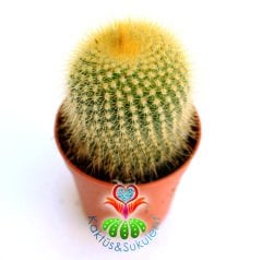 Kaktüs,Notocactus Leninghausii-Dev Sarı Renk Çiçek Açar Saksı Dolusu-1.Sınıf 5,5 cm Saksıda-Sukulent