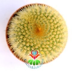 Kaktüs,Notocactus Leninghausii-Dev Sarı Renk Çiçek Açar Saksı Dolusu-1.Sınıf 5,5 cm Saksıda-Sukulent