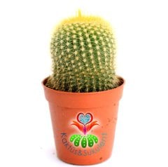 Kaktüs,Notocactus Leninghausii-Dev Sarı Renk Çiçek Açar Saksı Dolusu-1.Sınıf 5,5 cm Saksıda-Sukulent