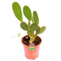 Dev Tavşan Kaktüs,Opuntia Microdasys Gold-Altın Renk Dikenli-17 cm saksıda