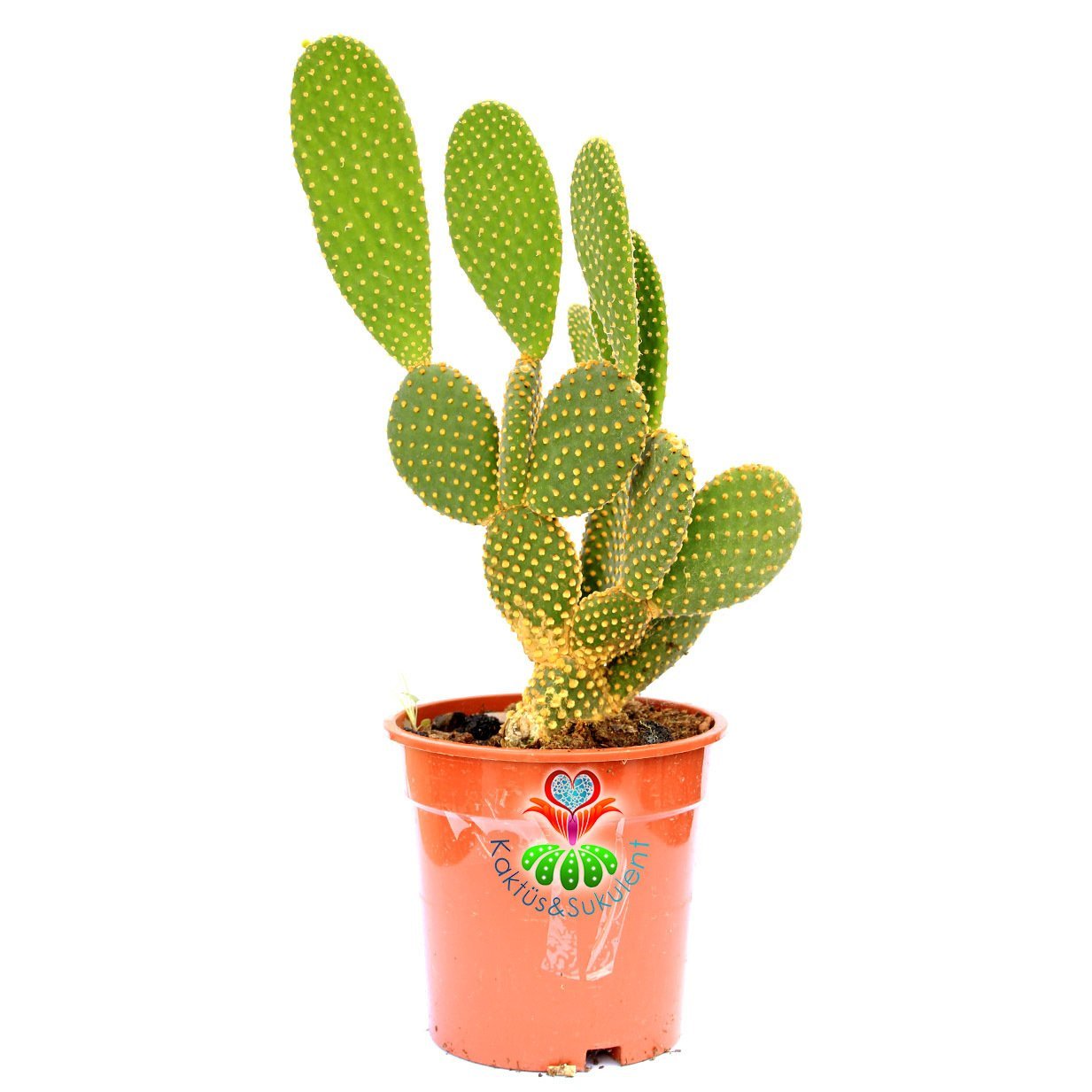Dev Tavşan Kaktüs,Opuntia Microdasys Gold-Altın Renk Dikenli-17 cm saksıda
