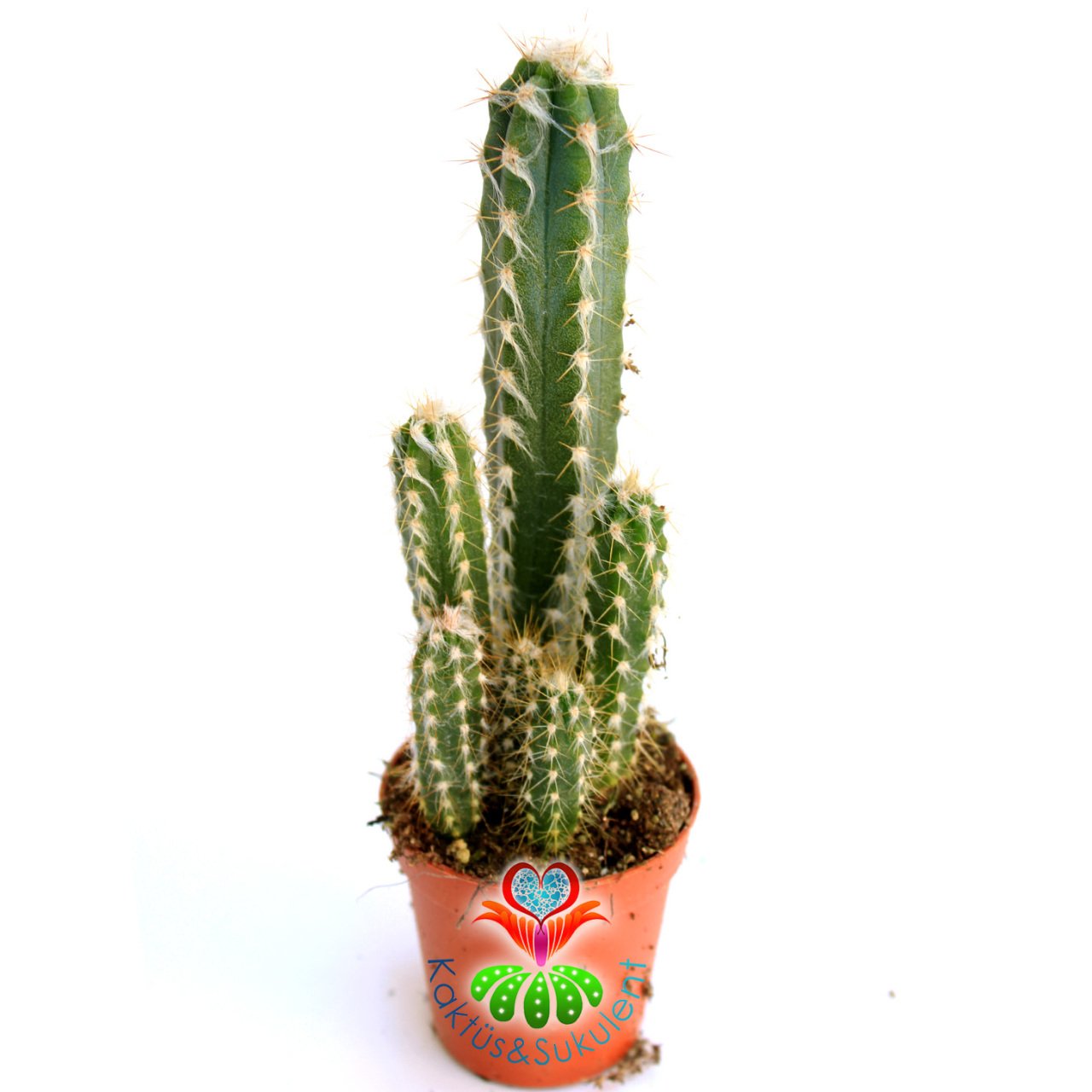Kaktüs, Pilosocereus Glaucescens -Tüylü Dikenli Saksı Dolusu-13+ cm Uzunlukta 5,5cm Saksıda-Sukulent