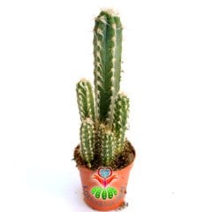 Kaktüs, Pilosocereus Glaucescens -Tüylü Dikenli Saksı Dolusu-13+ cm Uzunlukta 5,5cm Saksıda-Sukulent