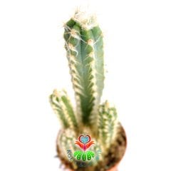 Kaktüs, Pilosocereus Glaucescens -Tüylü Dikenli Saksı Dolusu-13+ cm Uzunlukta 5,5cm Saksıda-Sukulent