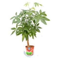 Pachira Aquatica -Örgülü Gövde Para Ağacı 70+cm Uzunlukta 17 cm Saksıda